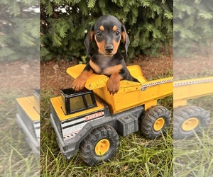 Dachshund Puppy for sale in MIDDLEBURY, IN, USA