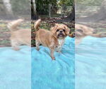 Small #10 Shih Tzu