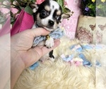 Small #4 Chihuahua