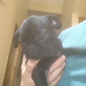 Medium Photo #1 Pug Puppy For Sale in GOLDEN, CO, USA