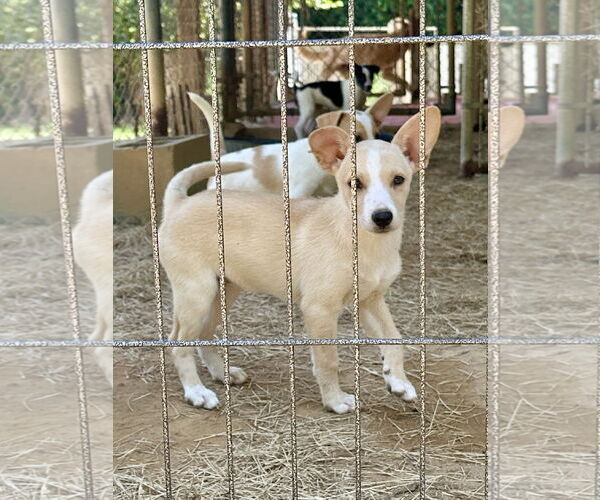 Medium Photo #1 Feist Terrier-Unknown Mix Puppy For Sale in Eastman, GA, USA