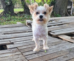 Father of the Morkie-Pembroke Welsh Corgi Mix puppies born on 05/21/2026