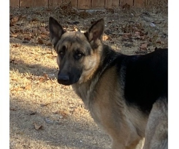 Medium Photo #1 German Shepherd Dog Puppy For Sale in LUBBOCK, TX, USA