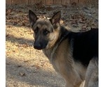 Small Photo #1 German Shepherd Dog Puppy For Sale in LUBBOCK, TX, USA