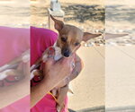 Small Photo #3 Chihuahua Puppy For Sale in Mesa, AZ, USA