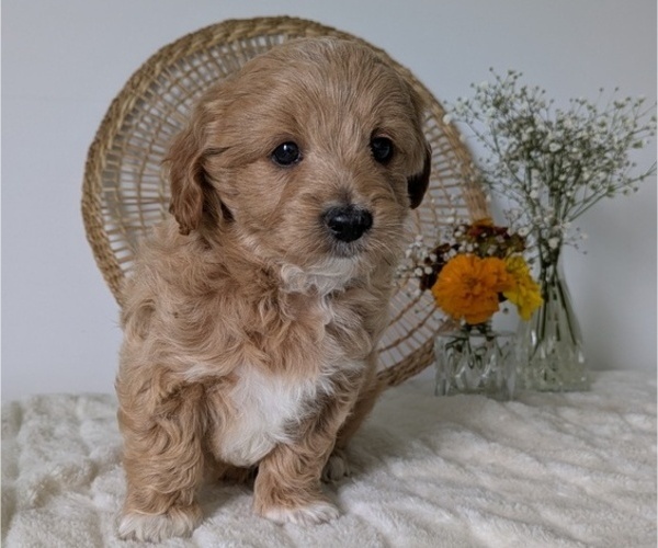 Medium Photo #3 Poovanese Puppy For Sale in GOSHEN, IN, USA
