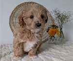 Small Photo #28 Poovanese Puppy For Sale in GOSHEN, IN, USA