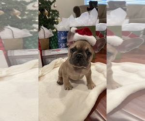 French Bulldog Puppy for sale in RIVERSIDE, CA, USA