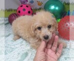 Small #4 Maltipoo