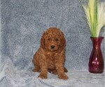 Small Photo #2 Goldendoodle (Miniature) Puppy For Sale in NAPPANEE, IN, USA