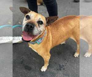 Jackson - Male American Pit Bull Terrier-Unknown Mix Dog for Adoption - Photo #2
