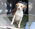 Small #1 Labrador Retriever Mix