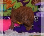 Small #9 Poodle (Standard)