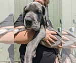 Small Photo #16 Great Dane Puppy For Sale in GREENVILLE, NC, USA