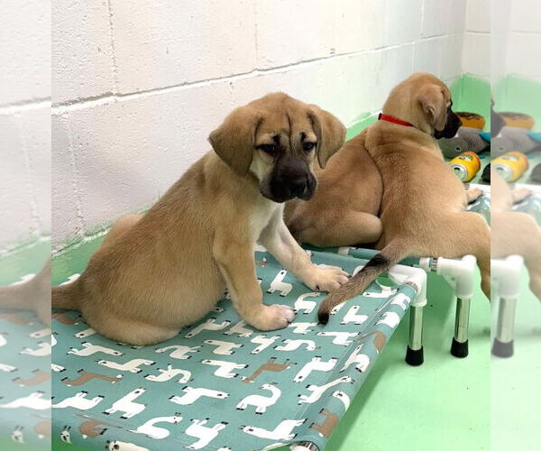 Medium Photo #12 Anatolian Shepherd-Rhodesian Ridgeback Mix Puppy For Sale in Higley, AZ, USA