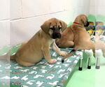 Small #11 Anatolian Shepherd-Rhodesian Ridgeback Mix