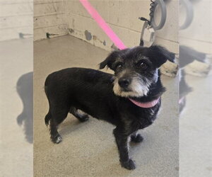 Norfolk Terrier-Unknown Mix Dogs for adoption in San Bernardino, CA, USA