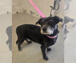 Small Norfolk Terrier Mix