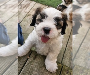 Cava-Tzu Puppy for sale in KEWAUNEE, WI, USA