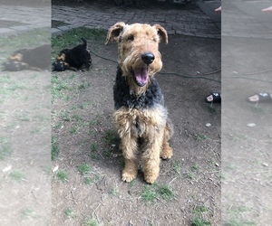 Father of the Airedale Terrier puppies born on 01/09/2022