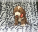 Small #4 Cavapoo