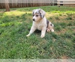 Small #3 Australian Shepherd