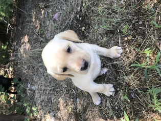 Labrador Retriever Puppy for sale in BYRON, NE, USA