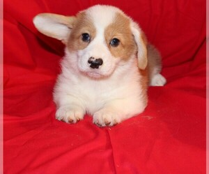 Pembroke Welsh Corgi Puppy for sale in BLOOMINGTON, IN, USA