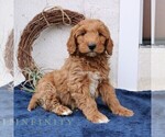 Small #4 Goldendoodle (Miniature)