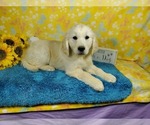 Small #8 English Cream Golden Retriever