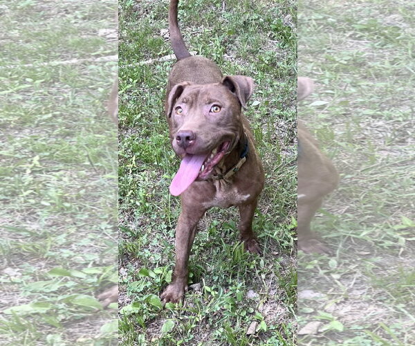Medium Photo #4 American Pit Bull Terrier-Chocolate Labrador retriever Mix Puppy For Sale in Munford, TN, USA