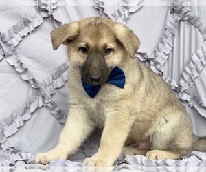German Shepherd Dog Puppy for sale in LANCASTER, PA, USA