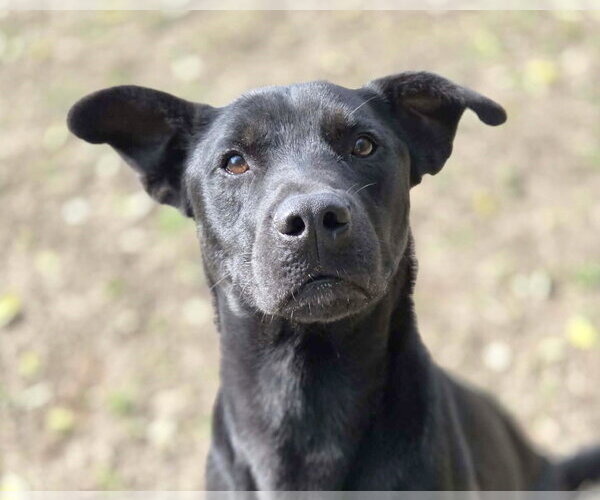 Medium Photo #1 Labrador Retriever-Unknown Mix Puppy For Sale in Anniston, AL, USA