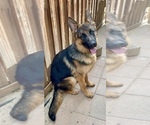 Small Photo #15 German Shepherd Dog Puppy For Sale in HESPERIA, CA, USA