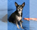 Small #1 Chihuahua Mix
