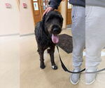 Small #2 Labradoodle
