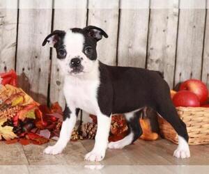 Boston Terrier Puppy for sale in MOUNT VERNON, OH, USA