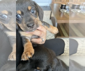 Dachshund Puppy for sale in LOGANVILLE, GA, USA