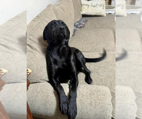 Medium Photo #7 Mutt Puppy For Sale in Wakefield, RI, USA