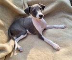 Small Photo #1 Italian Greyhound Puppy For Sale in NEWTOWN SQUARE, PA, USA