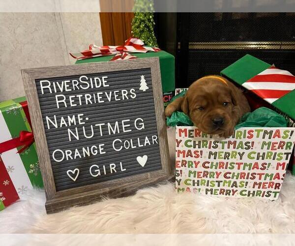 Medium Photo #3 Labrador Retriever Puppy For Sale in MOUNT AIRY, NC, USA