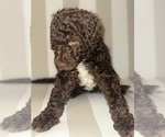 Small Photo #3 Double Doodle Puppy For Sale in OKLAHOMA CITY, OK, USA