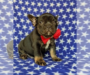 Beabull-French Bulldog Mix Puppy for sale in HONEY BROOK, PA, USA