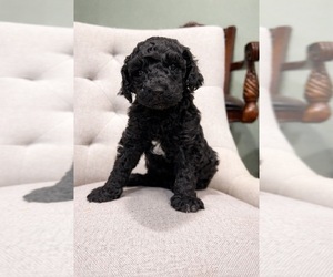 Goldendoodle Puppy for sale in BUDD LAKE, NJ, USA