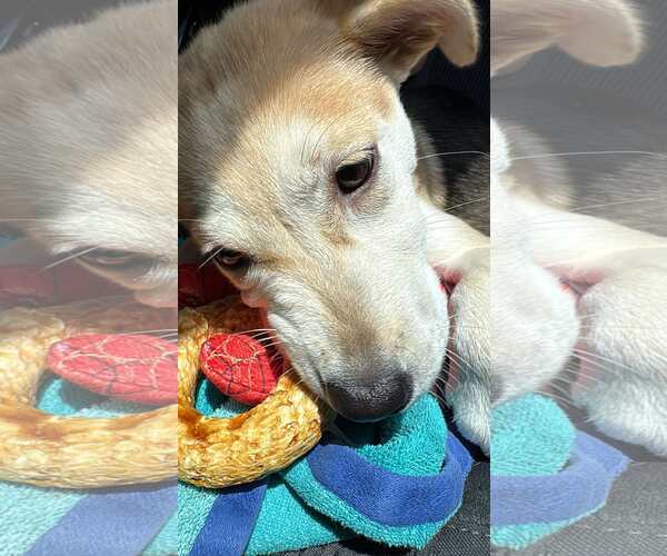 Medium Photo #4 Mutt Puppy For Sale in Spring Lake, NC, USA
