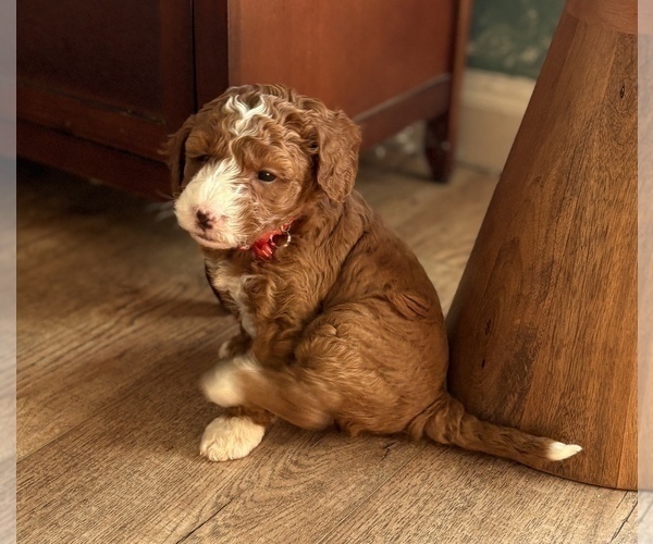 Medium Photo #4 Goldendoodle (Miniature) Puppy For Sale in SAINT MARYS, KS, USA