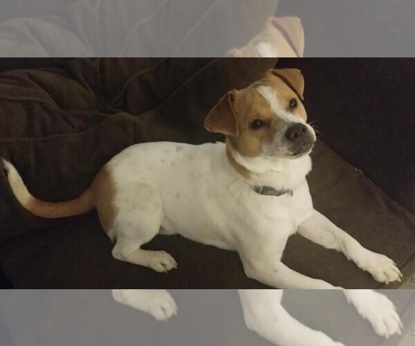 Medium Photo #2 Mutt Puppy For Sale in Las Vegas, NV, USA