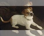Small #1 Mutt
