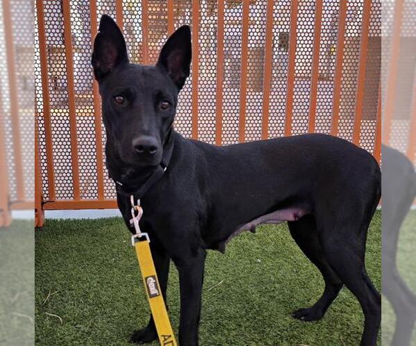 Medium Photo #1 Mutt Puppy For Sale in Las Vegas, NV, USA