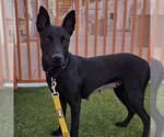 *FLOWER - Female Mutt Dog for Adoption - Small photo